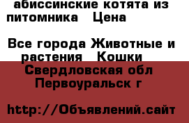 абиссинские котята из питомника › Цена ­ 15 000 - Все города Животные и растения » Кошки   . Свердловская обл.,Первоуральск г.